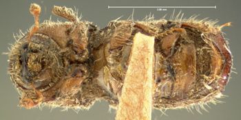 Media type: image;   Entomology 1023 Aspect: habitus ventral view